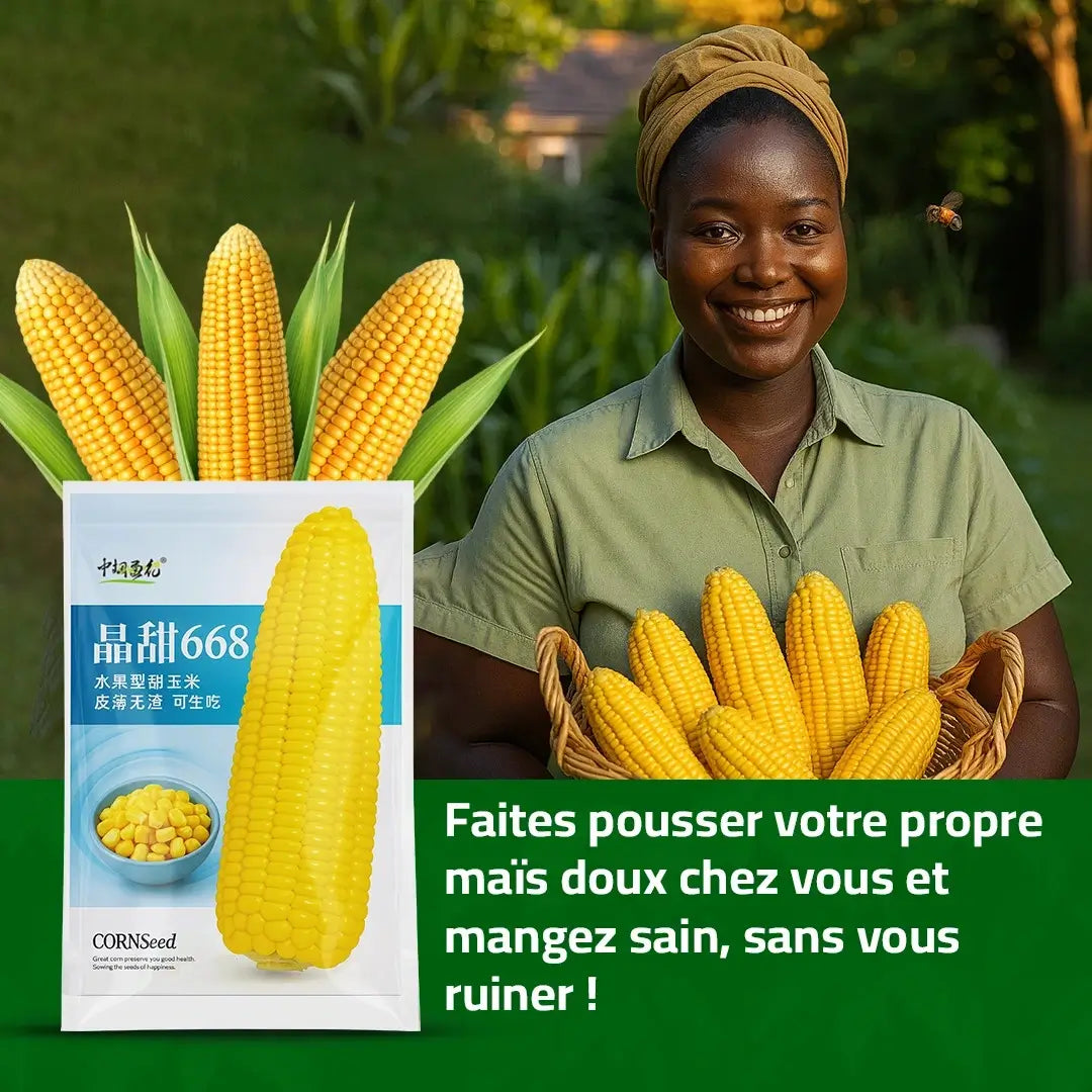 Maïs Doux Jaune Doré – Cultivez chez vous, mangez sain