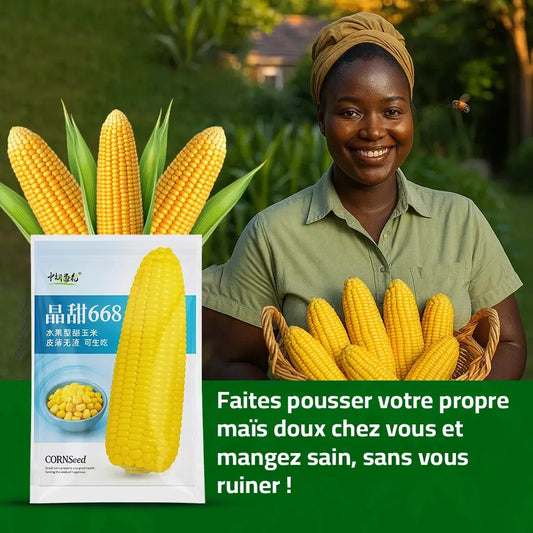 Maïs Doux Jaune Doré – Cultivez chez vous, mangez sain