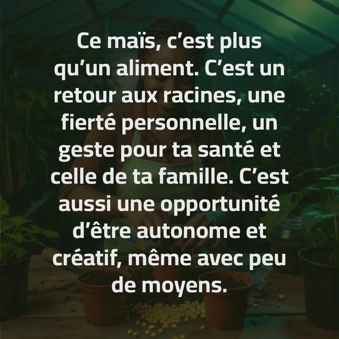 Maïs Doux Jaune Doré – Cultivez chez vous, mangez sain