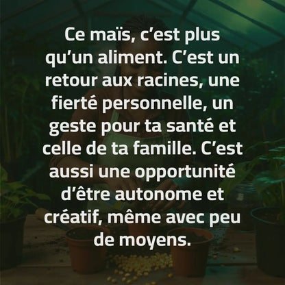 Maïs Doux Jaune Doré – Cultivez chez vous, mangez sain