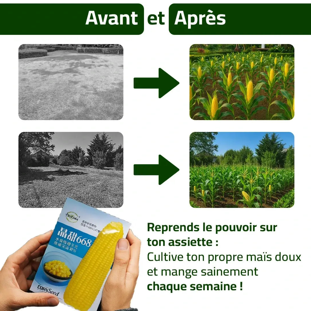Maïs Doux Jaune Doré – Cultivez chez vous, mangez sain