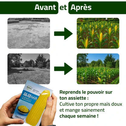 Maïs Doux Jaune Doré – Cultivez chez vous, mangez sain