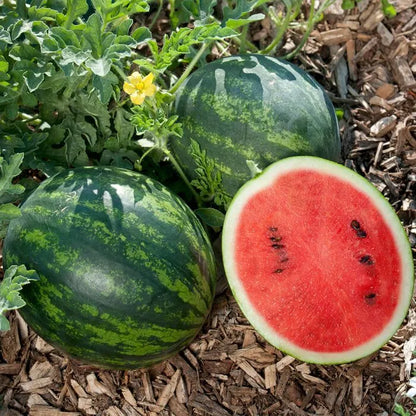 Graines de Pastèque naturelles et savoureuses à la maison !